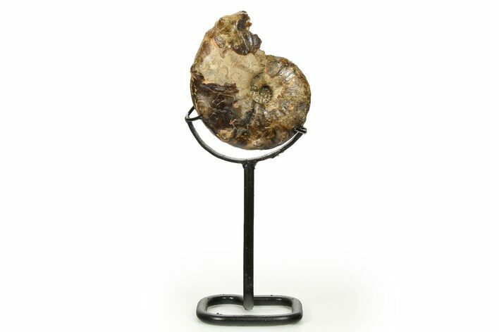 Cretaceous Ammonite (Mammites) Fossil with Metal Stand - Morocco #274611